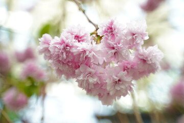 pink cherry blossom in spring