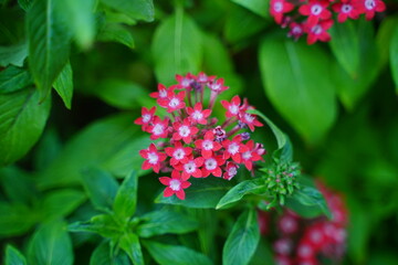 red flowers in the garden|Pentas|Pentas lanceolata|Rubiaceae|繁星花
