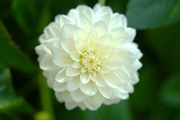 white chrysanthemum flower