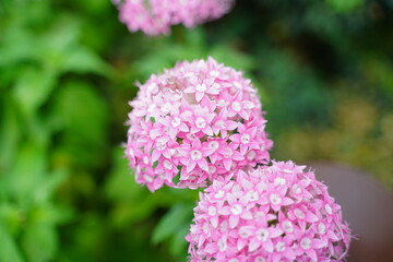 Obraz premium flowers in the garden