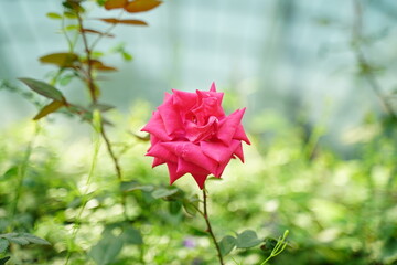 red rose in the garden