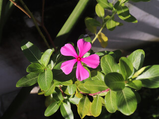 Pink vinca flower in a garden