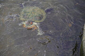 turtle swimming in the water