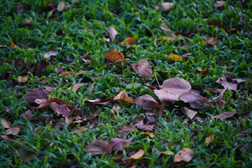grass and leaf 