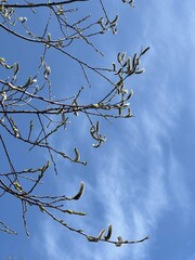 長野県上高地のエゾヤナギ