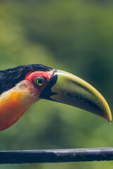 Tucano de Bico Verde / green beaked toucan