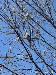 長野県上高地のエゾヤナギ