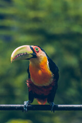 Tucano de Bico Verde / green beaked toucan