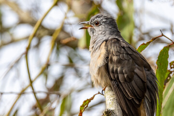 Brush Cuckoo in Queensland Australia