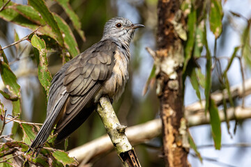 Brush Cuckoo in Queensland Australia