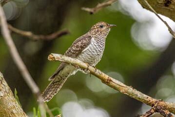 Brush Cuckoo in Queensland Australia