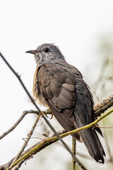 Brush Cuckoo in Queensland Australia