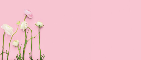 Beautiful ranunculus flowers on pink background with space for text