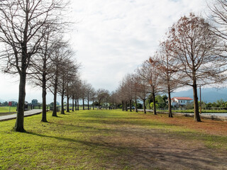 Taxodium in winter