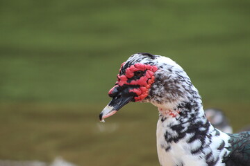Fototapeta premium Pato