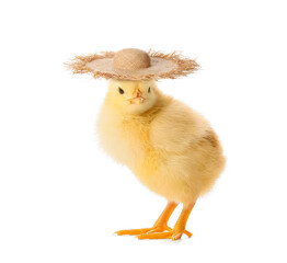 Cute little chick in straw hat isolated on white
