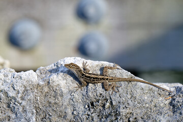 A large Brown Anole (Anolis sagrei) suns itself on a limestone rock in late afternoon. Brown Anoles are a highly invasive species.