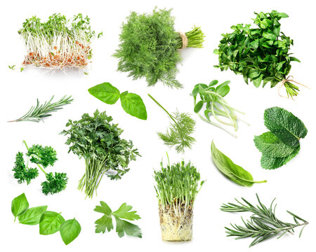 Set Of Fresh Green Herbs On White Background