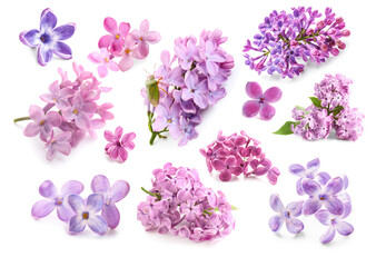 Set of beautiful lilac flowers isolated on white