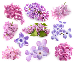 Fototapeta na wymiar Set of beautiful lilac flowers isolated on white