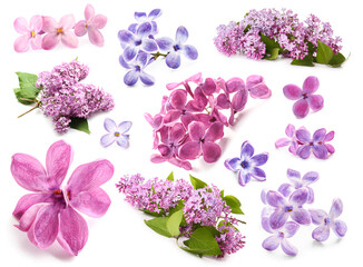 Set of beautiful lilac flowers isolated on white