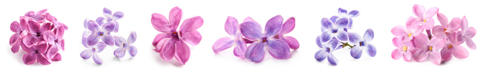 Fototapeta na wymiar Set of beautiful lilac flowers isolated on white
