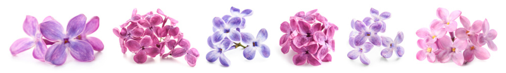 Set of many beautiful lilac flowers isolated on white