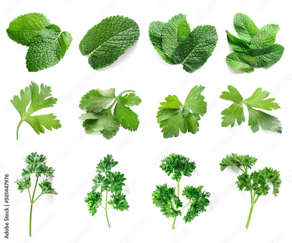 Wall mural set of fresh green herbs on white background