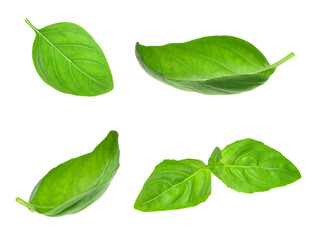 Fresh basil leaves on white background