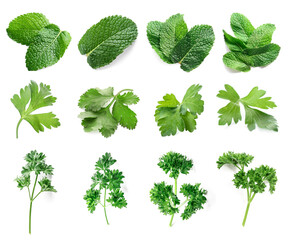Set of fresh green herbs on white background