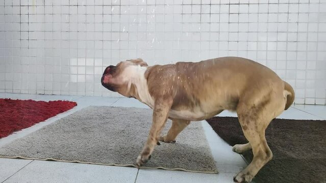 Cachorro sacudindo &aacute;gua