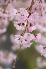 日中線のしだれ桜（福島県・喜多方市）