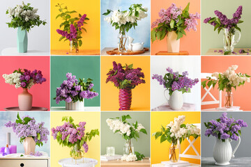 Collage with bouquets of beautiful lilac flowers on colorful background