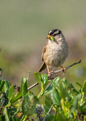 Bird with bug 