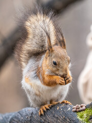 Obraz premium The squirrel with nut sits on a branches in the spring or summer.