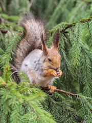 The squirrel with nut sits on a fir branches in the spring or summer.