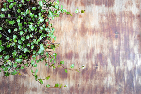 Potted plants with green small leaves on a wooden background with copy space. View from above.