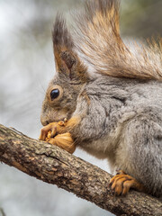 The squirrel with nut sits on a branches in the spring or summer.