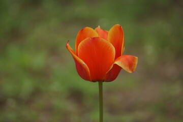 red tulip flower