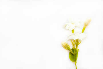 Fototapeta na wymiar white flowers jasmine local flora of asia arrangement flat lay postcard style on background white 