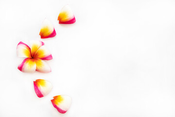 Fototapeta na wymiar colorful flowers frangipani local flora of asia arrangement flat lay postcard style on background white 
