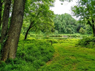 path in the forest