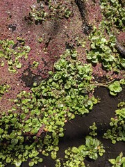 moss on stone