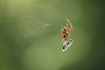 spider eating prey