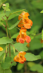 common orange jewelweed, a native wild flower of North America. 