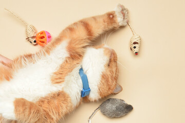 Cute cat with toys on beige background