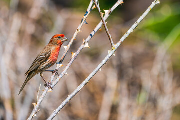 Red Bird (male Haemorhous purpureus) on a branch