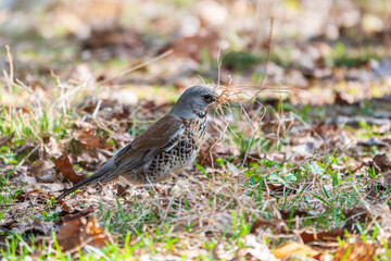 Fieldfare, Turdus pilaris, holds grass in its beak to build a nest