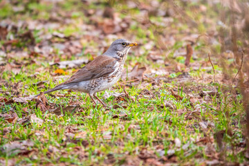 Fieldfare, Turdus pilaris, on a sprng lawn.