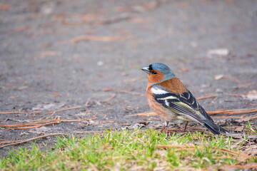 Naklejka premium Common chaffinch, Fringilla coelebs, sits on the ground in spring. Common chaffinch in wildlife.